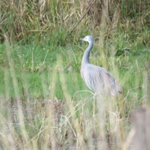 Egretta novaehollandiae at Burradoo, NSW - 7 Jul 2024 02:02 PM