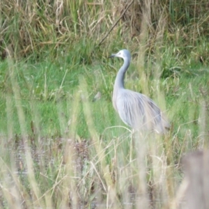 Egretta novaehollandiae at Burradoo, NSW - 7 Jul 2024