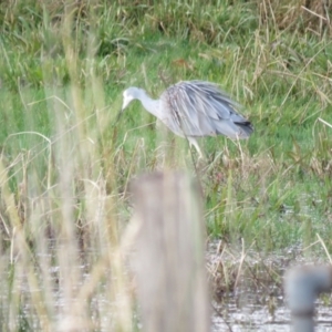 Egretta novaehollandiae at Burradoo, NSW - 7 Jul 2024