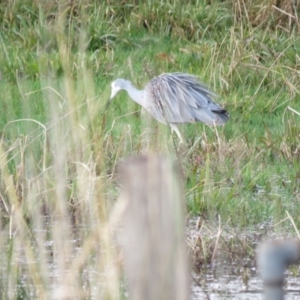 Egretta novaehollandiae at Burradoo, NSW - 7 Jul 2024 02:02 PM