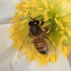 Apis mellifera (European honey bee) at Flynn, ACT - 17 Jul 2024 by kasiaaus
