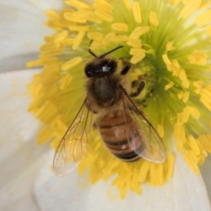 Apis mellifera at Flynn, ACT - 17 Jul 2024 12:33 PM