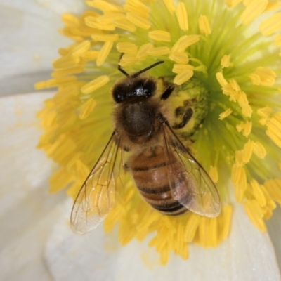 Apis mellifera (European honey bee) at Flynn, ACT - 17 Jul 2024 by kasiaaus