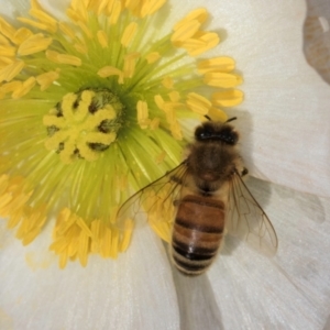 Apis mellifera at Flynn, ACT - 17 Jul 2024 12:33 PM