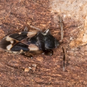 Scolopostethus forticornis at Flynn, ACT - 17 Jul 2024