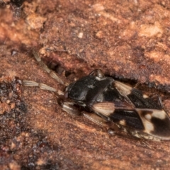 Scolopostethus forticornis at Flynn, ACT - 17 Jul 2024