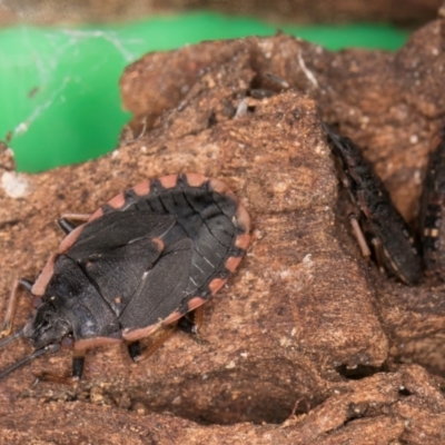 Diemenia rubromarginata (Pink-margined bug) at Flynn, ACT - 17 Jul 2024 by kasiaaus