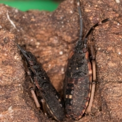 Diemenia rubromarginata at Flynn, ACT - 17 Jul 2024