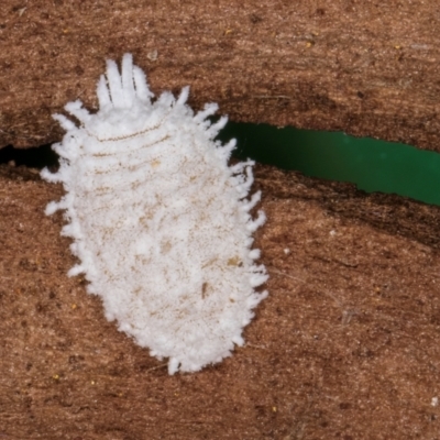 Pseudococcidae sp. (family) (A mealybug) at Flynn, ACT - 17 Jul 2024 by kasiaaus
