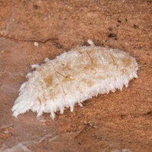 Pseudococcidae sp. (family) at Flynn, ACT - 17 Jul 2024