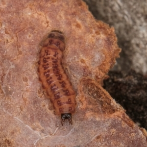 Cleridae sp. (family) at Flynn, ACT - 17 Jul 2024