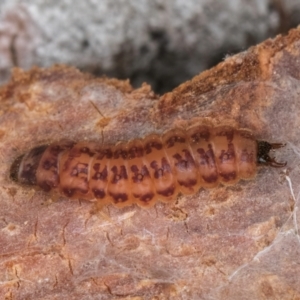 Cleridae sp. (family) at Flynn, ACT - 17 Jul 2024