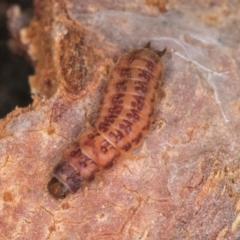 Cleridae sp. (family) at Flynn, ACT - 17 Jul 2024