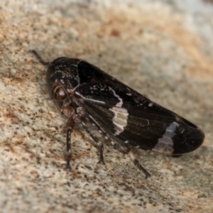 Eurypella tasmaniensis at Flynn, ACT - 17 Jul 2024