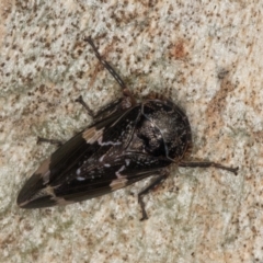 Eurypella tasmaniensis at Flynn, ACT - 17 Jul 2024