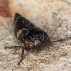 Eurypella tasmaniensis at Flynn, ACT - 17 Jul 2024