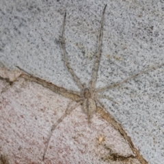 Tamopsis eucalypti (A two-tailed spider) at Flynn, ACT - 17 Jul 2024 by kasiaaus