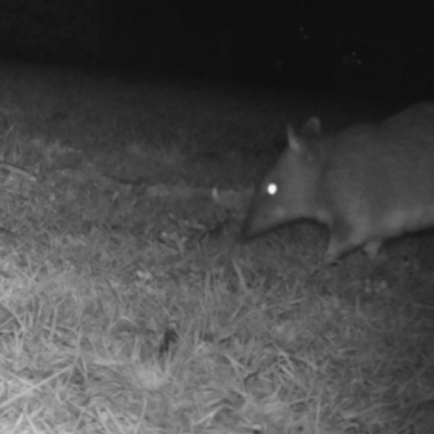 Perameles nasuta (Long-nosed Bandicoot) at Penrose, NSW - 2 Jan 2021 by Aussiegall