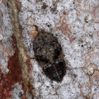 Stenocotini sp. (tribe) (A leafhopper) at Aranda, ACT - 18 Jul 2024 by kasiaaus