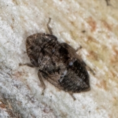 Stenocotini sp. (tribe) at Aranda, ACT - 18 Jul 2024 05:13 PM