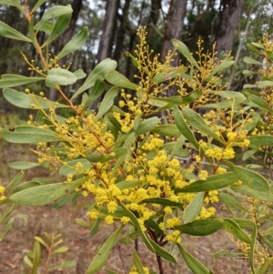 Acacia obtusata at Penrose, NSW - 7 Jul 2024