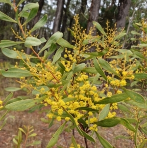 Acacia obtusata (Blunt-leaf Wattle) at Penrose, NSW by Aussiegall
