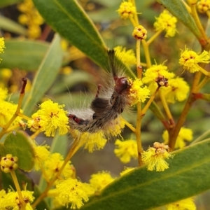 Orgyia anartoides at Penrose, NSW - 7 Jul 2024