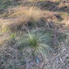 Nassella trichotoma at Hackett, ACT - 18 Jul 2024