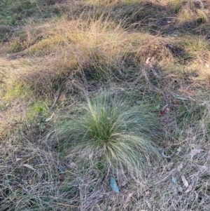 Nassella trichotoma at Hackett, ACT - 18 Jul 2024