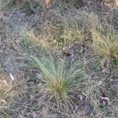 Nassella trichotoma at Hackett, ACT - 18 Jul 2024