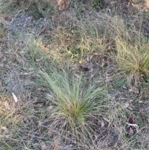 Nassella trichotoma at Hackett, ACT - 18 Jul 2024