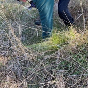 Nassella trichotoma at Hackett, ACT - 18 Jul 2024