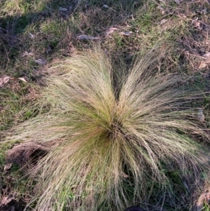 Nassella trichotoma at Hackett, ACT - 18 Jul 2024