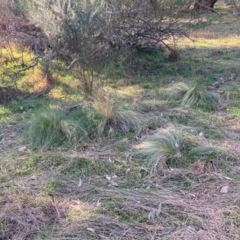 Nassella trichotoma at Hackett, ACT - 18 Jul 2024