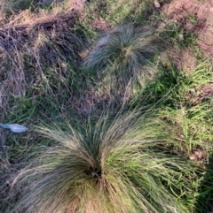 Nassella trichotoma at Hackett, ACT - 18 Jul 2024