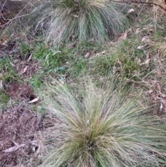 Nassella trichotoma at Hackett, ACT - 18 Jul 2024