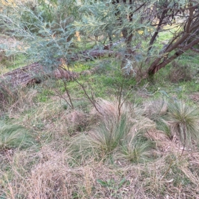 Nassella trichotoma (Serrated Tussock) at Hackett, ACT - 18 Jul 2024 by waltraud