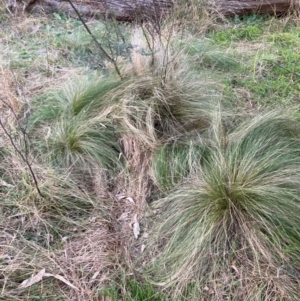 Nassella trichotoma at Hackett, ACT - 18 Jul 2024