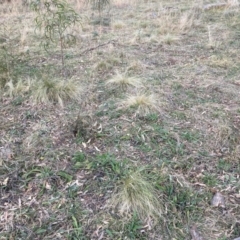 Nassella trichotoma (Serrated Tussock) at Hackett, ACT - 18 Jul 2024 by waltraud