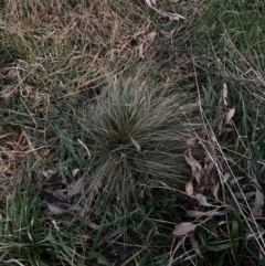 Nassella trichotoma (Serrated Tussock) at Hackett, ACT - 18 Jul 2024 by waltraud