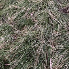 Nassella neesiana (Chilean Needlegrass) at Hackett, ACT - 18 Jul 2024 by waltraud