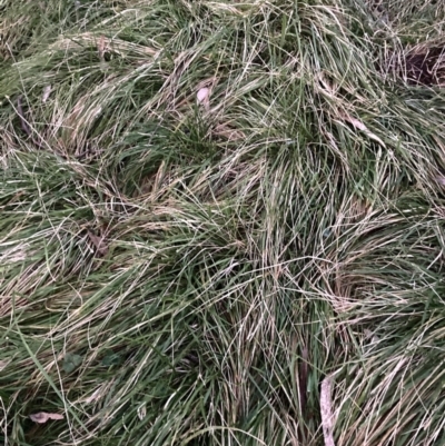 Nassella neesiana (Chilean Needlegrass) at Hackett, ACT - 18 Jul 2024 by waltraud