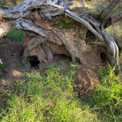 Oryctolagus cuniculus (European Rabbit) at Hackett, ACT - 18 Jul 2024 by waltraud