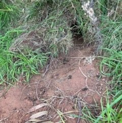 Oryctolagus cuniculus (European Rabbit) at Hackett, ACT - 18 Jul 2024 by waltraud