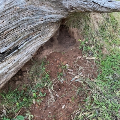 Oryctolagus cuniculus (European Rabbit) at Hackett, ACT - 18 Jul 2024 by waltraud