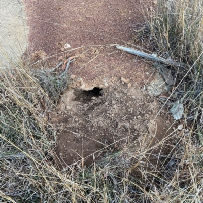 Oryctolagus cuniculus (European Rabbit) at Hackett, ACT - 18 Jul 2024 by waltraud