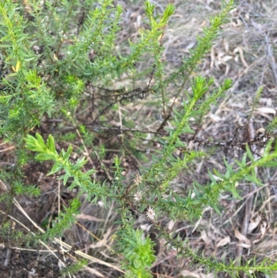 Olearia tenuifolia (Narrow-leaved Daisybush) at Hackett, ACT - 18 Jul 2024 by waltraud