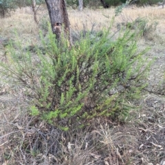 Olearia tenuifolia at Hackett, ACT - 18 Jul 2024 04:50 PM