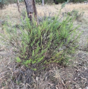 Olearia tenuifolia at Hackett, ACT - 18 Jul 2024