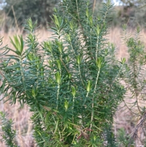 Cassinia aculeata subsp. aculeata at Hackett, ACT - 18 Jul 2024